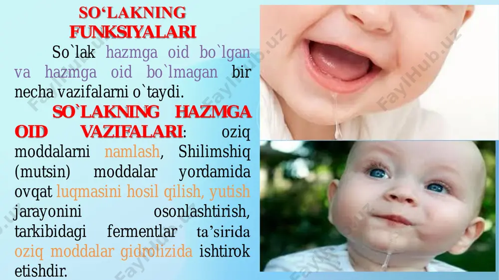 ulardagi so`lak aralash so`lak hisoblanadi. odamda tinch holatda daqiqada 0,24- 0,3 ml; bir kecha - kunduzda 0,5-2,0 1 hajmida so`lak ajraladi. bu so`lak og`iz bo'shligini namlab turish uchun kerak. ovqat chaynaganda so`lak ajralishi bir daqiqada 3,0-3.5 ml ga yetadi. so`lakning muhit reaksiyasi ph 5,8-7,4 ga teng. ajralish tezligi oshsa, so`lakning muhiti ishqor tomonga siljib, ph 6,8-7.4 ga teng bo`ladi. odam so`lagining tarkibida 99,4 % suv va 0,6% quruq qoldig`i mavjud. quruq qoldig`ida 0,2% atrofida anorganik va 0,4% organik moddalar bor. so`lakda anorganik ionlari xlorid, bikarbonat, sulfat, fosfat anionlari va natriy, kaliy, kalsiy, magniy kationlari mavjud. undan tashqari, so`lakda temir. mis, nikel va boshqa mikroelementlar uchraydi. so`lak tarkibidagi organik moddalar asosan oqsillardan iborat. oqsil shilimshiq modda - mutsinning oziq moddalarni biriktirib, luqma hosil qilishida ishtirok etadi. so`lak so`lak tarkibidagi asosiy fermentlar kuchsiz ishqoriy muhitda faoliyat ko'rsatuvchi amilaza va maltozalardir. amilaza polisaxaridlarni (kraxmal, glikogen) disaxarid maltozagacha parchalaydi. maltoza fermenti maltozani glukozagacha parchalashda …