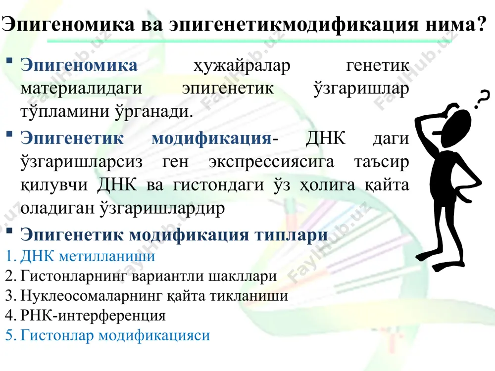 ган гистонлар генларнинг барча жойларида учрайди. метилланган гистонлар бошқа модификациялар модулирланиш функцияни бажараётган бир вақтда эпигенетик информация (масалан, хроматиннинг ташқи сигналларини қабул қилувчи сигнал молекулалари) ни яратишда бирмунча сезиларли роль ўйнайди. фосфориллланиш. гистонларнинг фосфолирланиши h1 линкер (боғловчи) гистонининг фосфорилланиши билан митознинг бошланишига тўғри келади. ҳужайранинг бўлиниш вақтида эса ўзак гистонларнинг думлари фосфорилланишга учрайди (н3 гистонида т3, s10, s28 ва н4 гистонида s1). н1 гистонининг модификацияси н1 гистонининг модификацияси қолган гистонларникидан кескин фарқ қилади. сабаби ушбу гистоннинг ўлчами катта ҳамда ундаги аминокислоталар кетма-кетлигининг деярли ярмини лизин ва аланин аминокислоталари ташкил этишига қарамасдан, турли организмлар учун кучли вариацияланади. бир турдаги н1 бир неча структур жиҳатдан яқин оқсилларга бўлинган. шу сабабли улар днк билан бошқа гистонлардан фарқ қилган ҳолда боғланади ва тахминан 50 та асос жуфтликдан кейин полинуклеотид иплари ўртасида боғланиш ҳосил бўлади. посттрансляцион метилланиш ва ацетилланиш билан бир қаторда маълум серин қолдиқларининг ён радикаллари фосфорилланади. ушбу модификация н1 гистони учун муҳимдир. чунки …