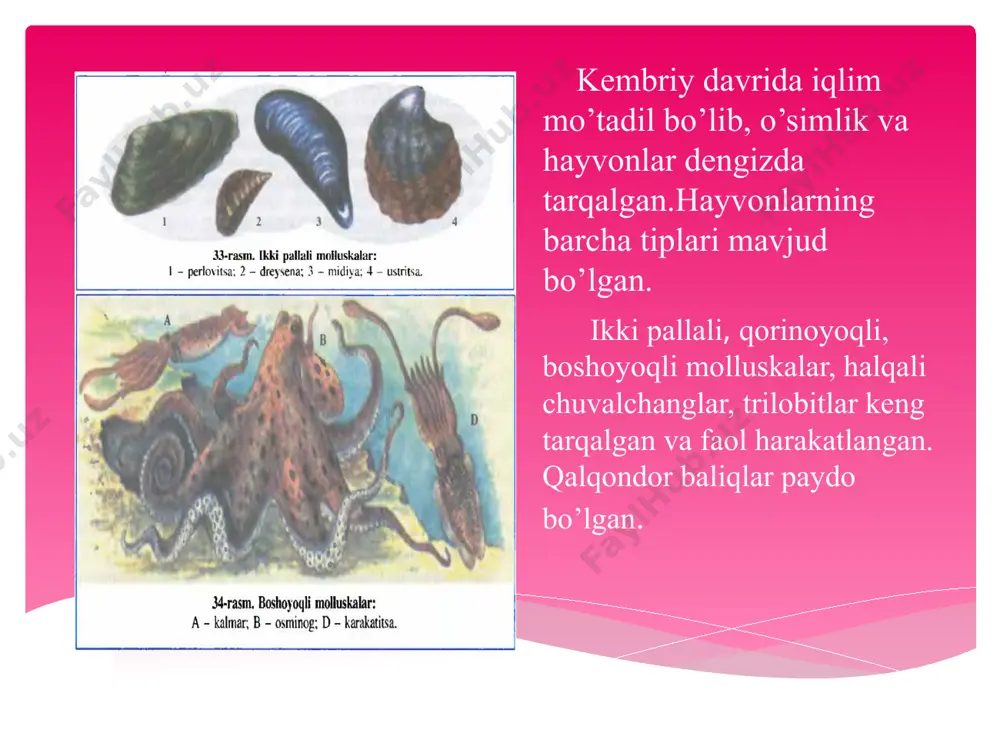 paleozoy erasidagi hayot - Page 4