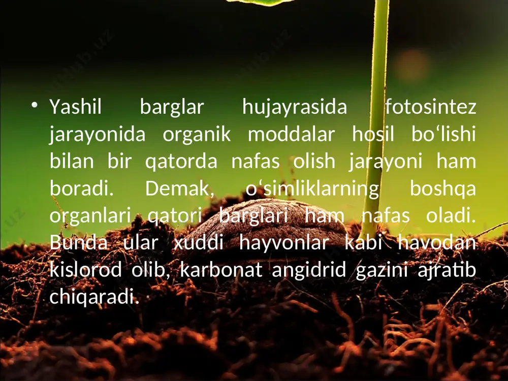 iriqlar o‘simliklar nafas olganda qanday gaz yutadi-yu, qanday gaz ajratib chiqaradi? o‘simliklar nafas olishi uchun yorug‘lik zarurmi? o‘simliklar kunduzi ham nafas oladimi? maktab hovlisidagi, o‘z hovlingizdagi yoki xonadagi o‘simliklardan olib, ularning nafas olishini aks ettiruv chi tajribani o‘tkazing va natijasini yozib oling.