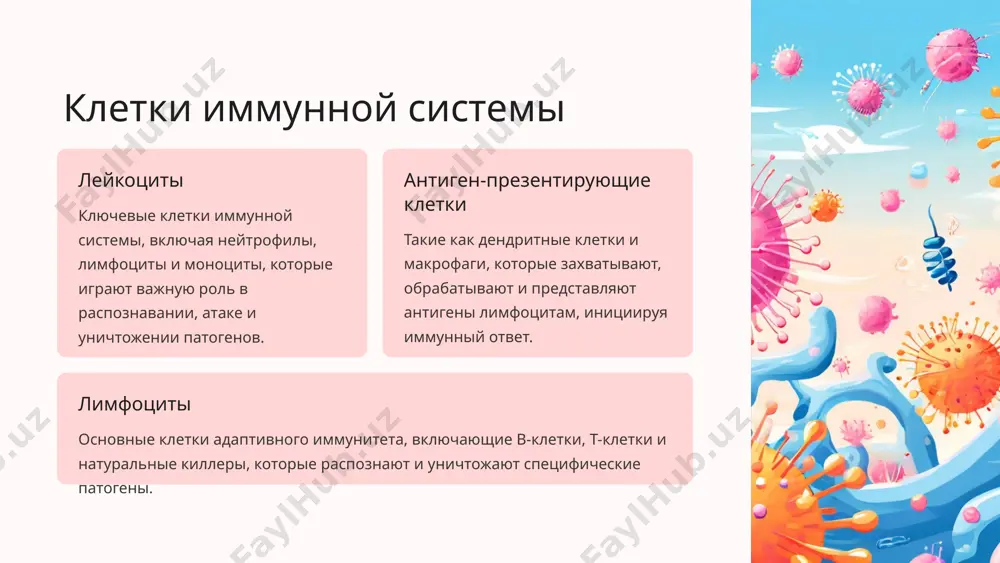 нитет тесно взаимодействуют, обеспечивая многоуровневую защиту организма от инфекций. 5 механизмы врожденного иммунитета клетки врожденного иммунитета фагоциты, естественные киллеры и дендритные клетки играют ключевую роль в распознавании и уничтожении чужеродных агентов на ранних этапах инфекции. распознавание патогенов врожденный иммунитет основан на распознавании общих молекулярных структур, присущих патогенам, с помощью специализированных рецепторов. воспалительная реакция активация врожденного иммунитета приводит к высвобождению провоспалительных медиаторов, вызывающих местное воспаление и усиление кровотока. 6 иммунологическая память и вакцинация 1 иммунологическая память после первичной атаки патогена, иммунная система создает особые клетки памяти, которые "помнят" этот патоген и могут быстро активироваться при повторном столкновении с ним. 2 принцип вакцинации вакцины содержат ослабленные или убитые формы патогенов, которые стимулируют иммунную систему создавать клетки памяти без вызова болезни. 3 виды вакцин существуют различные типы вакцин, такие как живые аттенуированные, инактивированные, субъединичные и рекомбинантные, каждый из которых имеет свои преимущества и недостатки. 4 иммуногенность и реактогенность эффективные вакцины должны обладать достаточной …