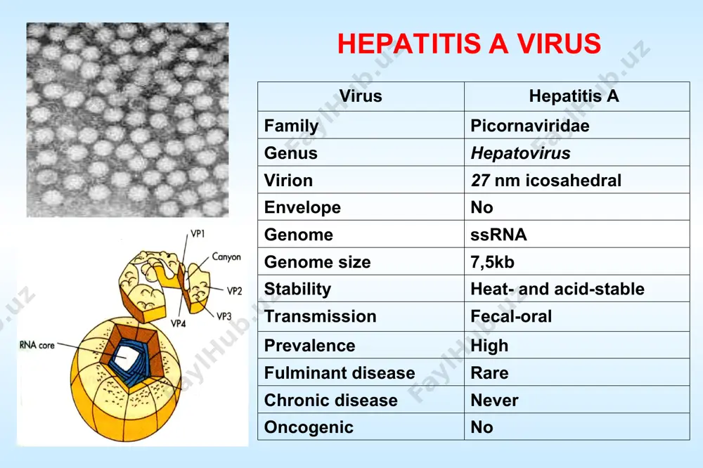 ection infection is usually self limiting, complete resolution in 6 months however, when infected 5% adults chronic carriers 20% children chronic carriers 80-90% neonates and infants become chronic carriers 37 hbv - diagnosis acute infection 0 2 4 6 hbsag anti-hbs anti-hbc anti-hbc igm months years hbeag hbv dna anti-hbe slide 80 serological markers of acute hbv infection incubation period of hbv infection ranges from 60 to 180 days. hbsag is the first serological marker of acute hbv infection. early in the course of acute hbv infection, markers of active viral replication (hbeag and hbv dna), are also detectable. as the patients recover, serum hbv dna level markedly decrease but may remain detectable by pcr assay for up to several decades, hbeag to anti-hbe seroconversion occurs and finally hbsag becomes undetectable. persistence of hbsag for more than 6 months indicates progression to chronic hbv infection. anti-hbc igm is the first …