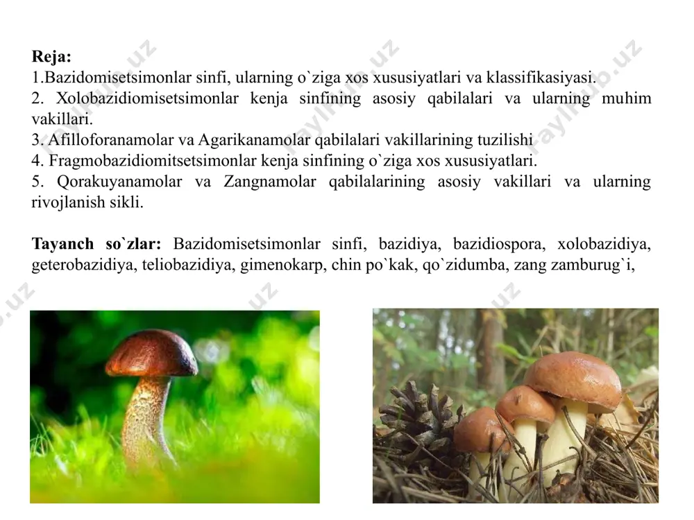 osil bo`ladi. bazidiyaning uchki qismida 4 ta osimta hosil bo`lib, yadrolar ularga o`tadi va ushbu o`simtalar bazidiosporalarga aylanadi. xaltachali zamburug`larning xaltachalariga o`xshash bazidiyali zamburug`lar ham bazidiyasining tuzilishi bilan farqlanadi. jumladan, uch xil bazidiya farqlanadi: 1. xolobazidiya, 2. geterobazidiya. 3. teliobazidiya yoki fragmobazidiya. xolobazidiyalar asos hujayra ustida joylashgan bir butun, ya`ni bir hujayradan tashkil topgan bo`lsa, geterobazidiyalarga asos hujayra ustida 4 ta hujayra yoki tarmoqiangan bitta hujayra bo`lishi mumkin. teliobazidiya tipida esa bazidiyalar maxsus qishlovchi teliosporalardan (xlamidosporalardan) o`sib chiqadi. bazidiyali zamburug`arning konidial ko`payishi kamdan-kam vakillarida saqlanib qolgan. ushbu ajdodga kiruvchi zamburug`larning sistematik guruhlarga bo`linishida bazidiyalarning tuzilishi asosiy rol o`ynaydi. bazidiyalar tuzilishiga qarab uchta kichik ajdodga bo`linadi. 1. xolobazidiyakabilar kichik ajdodi 2. geterobazidiomitsetkabilar kichik ajdodi 3.telobazidiyamitsetkabilar (fragmobazidiyamitsetkabilar) kichik ajdodi xaltachali zamburug`larnikiga o`xshash xolobazidiyakabilar kichik sinfida ham bazidiya hosil qiluvchi gimenial qatlamning mitseliylar qoplami bilan o`ralishiga qarab 3 xil mevatana farqlanadi: 1. gimenokarp mevatana - gimenial qatlami doimo ochiq holda. 2. gimiangiokarp - …