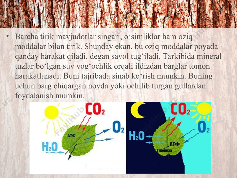ddalar) nay tolali bog‘lamlar orqali o‘simlikning barcha organlari bo‘ylab harakatlanadi. o‘simliklarning oziqlanishida ularning barcha organlari bir-biriga bog‘liq holda ishtirok etadi. agar ulardan birortasi qatnashmasa, oziqlanish jarayoni buziladi. masalan, ildiz suv va unda erigan mineral tuzlarni zarur miqdorda yetkazib bermasa, barglarda organik moddalar kam hosil bo‘ladi. aksincha, barglarda organik moddalar yetishmasa, o‘simliklarning barcha hujayra, to‘qima va organlari o‘sish va rivojlanishdan to‘xtaydi. o‘simlikdagi oziq moddalar harakatini o‘simlik shox- shabbasiga shakl berish va qisqartirish hisobiga kerakli tomonga yo‘naltirish mumkin. masalan, g‘o‘zani chilpish organik moddalarni barglardan gul va mevalarga tomon yo‘naltirish imkonini beradi. shunday qilib, poyaning yog‘ochlik qismi orqali suv va unda erigan mineral tuzlar, lub qavati orqali esa organik moddalar harakatlanadi. savol va topshiriqlar suv va unda erigan mineral tuzlar ildizdan bargl arga poyaning qaysi qismi orqali ko‘tariladi? organik moddalar o‘simliklarning qaysi organlarida to‘planadi? barglardagi organik moddalar poyaning qaysi qavati orqali harakatlanadi? oziq moddalar harakati yo‘nalishini boshqarish mumk inmi?