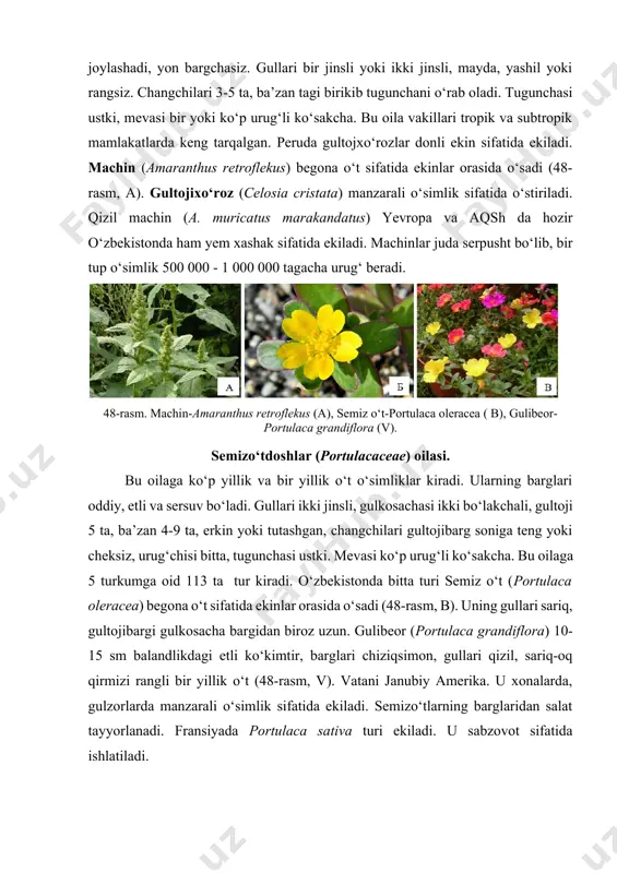 adi. 48-rasm. machin-amaranthus retroflekus (a), semiz o‘t-portulaca oleracea ( b), gulibeor-portulaca grandiflora (v). semizo‘tdoshlar (portulacaceae) oilasi. bu oilaga ko‘p yillik va bir yillik o‘t o‘simliklar kiradi. ularning barglari oddiy, etli va sersuv bo‘ladi. gullari ikki jinsli, gulkosachasi ikki bo‘lakchali, gultoji 5 ta, ba’zan 4-9 ta, erkin yoki tutashgan, changchilari gultojibarg soniga teng yoki cheksiz, urug‘chisi bitta, tugunchasi ustki. mevasi ko‘p urug‘li ko‘sakcha. bu oilaga 5 turkumga oid 113 ta tur kiradi. o‘zbekistonda bitta turi semiz o‘t (portulaca oleracea) begona o‘t sifatida ekinlar orasida o‘sadi (48-rasm, b). uning gullari sariq, gultojibargi gulkosacha bargidan biroz uzun. gulibeor (portulaca grandiflora) 10-15 sm balandlikdagi etli ko‘kimtir, barglari chiziqsimon, gullari qizil, sariq-oq qirmizi rangli bir yillik o‘t (48-rasm, v). vatani janubiy amerika. u xonalarda, gulzorlarda manzarali o‘simlik sifatida ekiladi. semizo‘tlarning barglaridan salat tayyorlanadi. fransiyada portulaca sativa turi ekiladi. u sabzovot sifatida ishlatiladi. chinniguldoshlar oilasi – caryophyllaceae. bu oilaning 98 turkumi, 2511 ta turi bo‘lib ular …