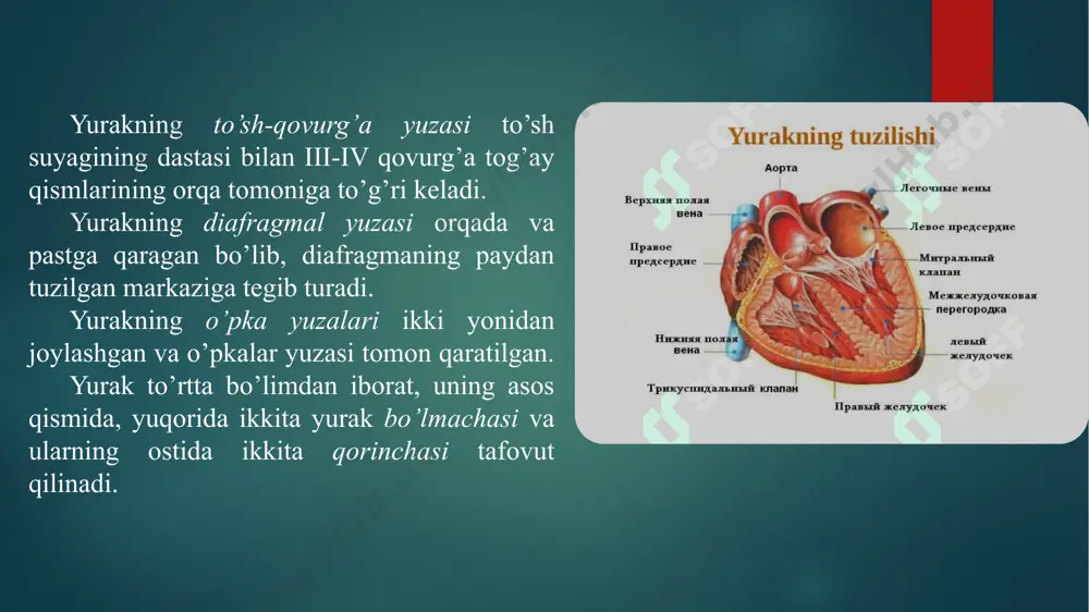 lab turadi. yurakning tabaqali va yarimoysimon qopqoqlari endokard hisobiga takomil etadi. endokard bir necha qavatdan iborat. yurak bo’shlig’iga qaragan qavati bazal membranada joylashgan yupqa endoteliy bilan qoplangan. endoteliy ostida subendotelial qavat joylashadi. undan chuqurroqda muskul-elastik qavat yotadi. bu qavat tarkibiga silliq muskul hujayralari va elastik tolalari kiradi. endokardning miokardga tegib turgan qavati tashqi biriktiruvchi to’qimali qavat deb ataladi. miokard – ko’ndalang-targ’il muskul to’qimadan tuzil-gan. bu qavat tipik miotsitlar va atipik miotsitlardan tashkil topgan. tipik miotsitlar skelet muskulaturasidagi miotsitlardan tuzilishi jihatdan bir oz farqlanadi. muskul tolalari bir-biridan qo’shim-cha disklar orqali ajraladi. qo’shimcha disklar skelet muskula-turasida bo’lmaydi. atipik miotsitlar kelib chiqishi jihatidan muskul to’qima hisoblanadi, lekin bajaradigan funksiyasi nerv hujayralarni funksiyasini eslatadi. bu hujayralar impulьslar ishlab chiqaradi. impulьslar ta’sirida tipik miotsitlar qisqaradi. morfologik jihat-dan atipik miotsitlar tipik miotsitlardan farqlanadi. 1 – aorta, 2 – chap o’pka arteriyasi, 3 – chap bo’lmacha, 4 – chap o’pka venalari, 5 – o’ng bo’lmacha – qorinchali …