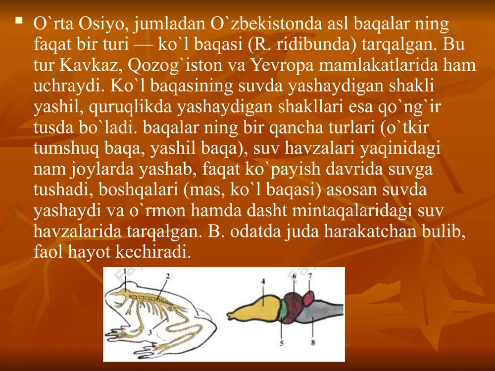 suvda va quruqlikda yashovchilar - Page 5