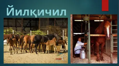 yilqichilik — PPTX