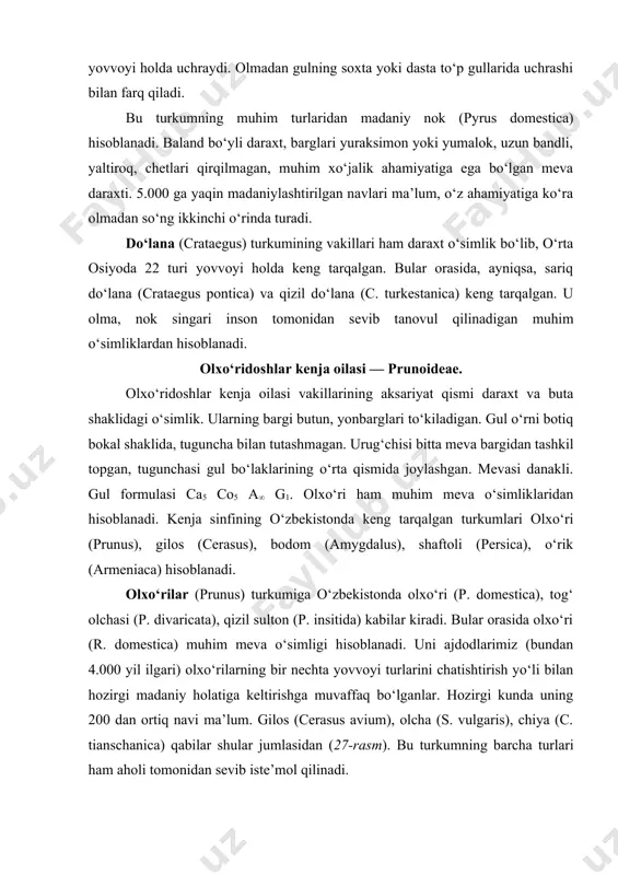 us), bodom (amygdalus), shaftoli (persica), o‘rik (armeniaca) hisoblanadi. olxo‘rilar (prunus) turkumiga o‘zbekistonda olxo‘ri (p. domestica), tog‘ olchasi (p. divaricata), qizil sulton (p. insitida) kabilar kiradi. bular orasida olxo‘ri (r. domestica) muhim meva o‘simligi hisoblanadi. uni ajdodlarimiz (bundan 4.000 yil ilgari) olxo‘rilarning bir nechta yovvoyi turlarini chatishtirish yo‘li bilan hozirgi madaniy holatiga keltirishga muvaffaq bo‘lganlar. hozirgi kunda uning 200 dan ortiq navi ma’lum. gilos (cerasus avium), olcha (s. vulgaris), chiya (c. tianschanica) qabilar shular jumlasidan (27-rasm). bu turkumning barcha turlari ham aholi tomonidan sevib iste’mol qilinadi. bodom (amygdalus) — daraxt, ko‘pincha buta shaklida ham uchraydi. bu turkumning o‘rta osiyoda 9 turi keng tarqalgan. shu jumladan, a.communis, butasimon a. bucharica va a. spinosissima deb nomlangan turlari o‘zbekistonda yovvoyi holda keng tarqalgan. shular orasida a. communis madaniylashtirilgan bo‘lib, sanoat ahamiyatiga ega bo‘lgan texnik ekinlardan hisoblanadi. u hozirgi paytda markaziy osiyo mo‘g‘o‘liston, xitoy, aqsh, argentina, avstraliya, janubiy afrika mamlakatlarida o‘stiriladi. yovvoyi holda faqat o‘rta …