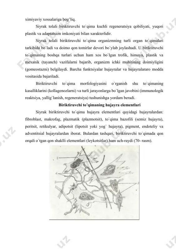 plazmatik hujayralar; 6-semiz hujayralar; 7-limfotsitlar; 8-neytrofillar; 9-yog` hujayralari; 10-pigment hujayra; 11-endoteliy hujayralari; 12- kollagen tolalar; 13-elastik tolalar. fibroblastlar fibroblastlar (lat. fibra - tola, yunon. blastos - kurtak) biriktiruvchi to`qimaning asosiy hujayra elementlaridan hisoblanali. fibroblast yirik (20 mkm ga yaqin) noto`g`ri shakldagi hujayra bo`lib, qobig`i bir talay uzun o`simtalar hosil qiladi. sitoplazma chegarasi faqat elektron mikroskopdagina aniq ko`rinadi. fibroblast sitoplazmasida ikki qism: tashqi-ektoplazma va ichki - endoplazma tafovut qilinadi. ektoplazma faqat gialoplazmadan iborat bo`lib, ochroq bo`yaladi. endoplazma esa yadro atrofidagi hujayra organellari va kiritmalari joylashgan to`qroq bo`yalgan qismdir. fibroblast yadrosi yirik, cho`zinchoq shaklda bo`lib, o`zida asosan mayda euxromatin tutadi. kam differentsiallashgan fibroblastlar yadrosida bir yoki bir nechta yadrocha uchraydi. hujayra differentsiallanishi davomida yadrochalar yo`qolib boradi. hujayra sitoplazmasining submikroskopik tuzilishi ham differeniiellanish darajasiga bog`liqdir. kam differentsiallashgan fibroblastlarda hujayra organellalari hali unchalik taraqqiy etmagandir. differentsiallanish davomida fibroblastlar sintez qobiliyatiga ega bo`lgan aktiv hujayralarga aylanadi. sitoplazmada juda yaxshi rivojlangan endoplazmatik to`r, golji kompleksi, mitoxondriyalarni, …