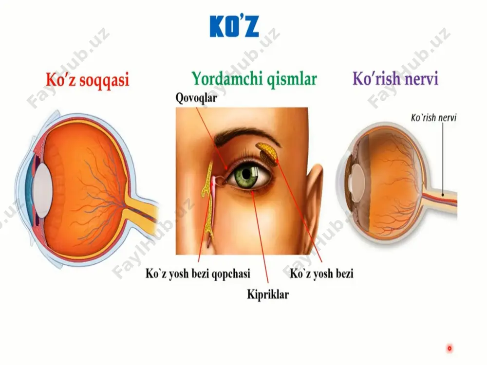 ko'rish organlarining anatomiyasi va funksiyasi - Page 3