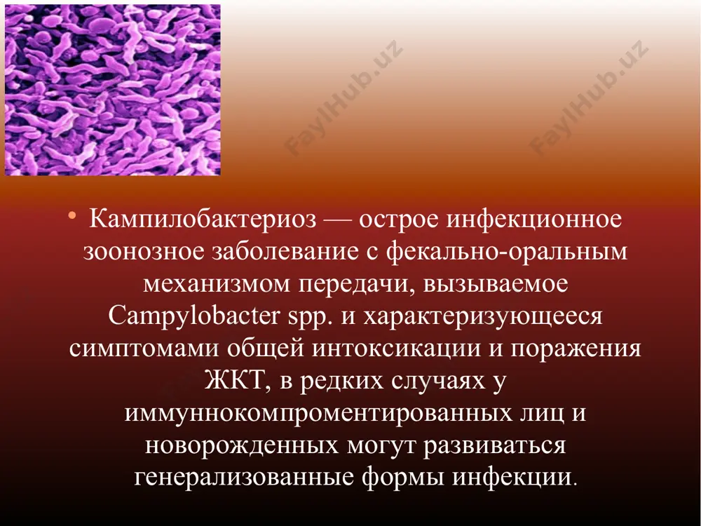 ut odin ili dva jgutika, podvijni, xarakterizuyutsya bistrimi vintoobraznimi dvijeniyami. rastut v mikroaerofilnix usloviyax na agarovix sredax s dobavleniem glitserina (1 %), obrazuya melkie kolonii. optimum rosta — 37 °s, rn 7,0; gemoliza ne vizivayut, ne razjijayut jelatin, ne svertivayut moloko, obrazuyut serovodorod, dayut polojitelnuyu reaktsiyu na katalazu. kampilobakterii xarakterizuyutsya visokoy virulentnostyu: infektsionnaya doza dlya cheloveka sostavlyaet vsego 500 bakteriy; dlya cheloveka mojet bit opasnoy daje kontaminatsiya poryadka 4 koe/g myasa. istochnik infektsii – selskoxozyaystvennie i domashnie jivotnie, ptitsi (v tom chisle vodoplavayushie), redko chelovek. mexanizm peredachi – fekalno-oralniy, puti peredachi – pishevoy, vodniy, kontaktno-bitovoy. sluchai zabolevaniya registriruyutsya v techenie vsego goda, no chashe v letne-osennie mesyatsi. faktorami peredachi infektsii slujat raznoobraznie pishevie produkti (myaso ptitsi, govyadina, svinina, moloko i drugie), ne proshedshie dostatochnoy termicheskoy obrabotki ili vtorichno kontaminirovannie vsledstvie narusheniya texnologii prigotovleniya, nesoblyudenii usloviy i srokov xraneniya i realizatsii produktsii. zabolevanie vstrechaetsya vo vsex vozrastnix gruppax, no v bolshey …