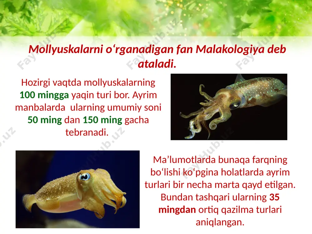 yumshoq tanlilar tipi – mollusca - Page 4
