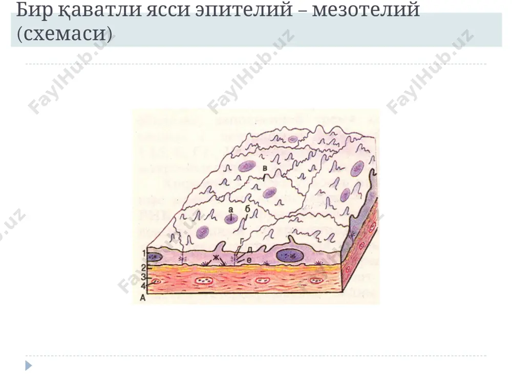 эпителийтўқимаси - Page 3