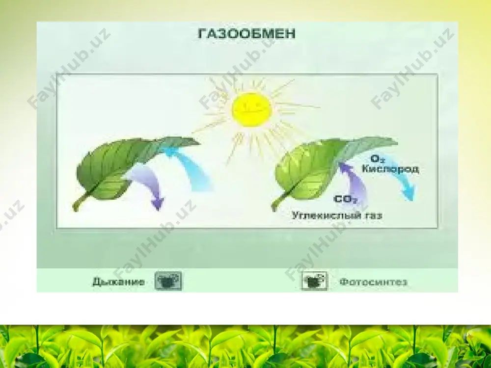 assimiliatsion to'qima va uning o'simlik tanasida joylashishi va funksiyasi - Page 4