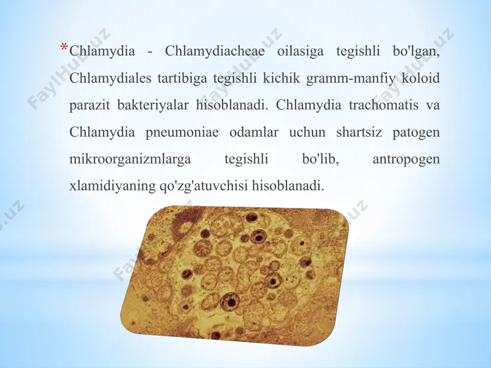 asida elementar xlamidiya tanachalarining adsorbsiyasi sodir bo'ladi. xlamidiyaning hujayra ichiga kiritilishi endositoz orqali sodir bo'ladi. plazmolemmaning et bilan adsorbsiyalangan uchastkalari fagotsitar vakuolalar hosil bo'lishi bilan sitoplazmaga kirib boradi. ushbu bosqich 7-10 soat davom etadi. keyinchalik 6-8 soat ichida yuqumli elementar tanalar metabolik faol yuqumli bo'lmagan, vegetativ, hujayra ichidagi shakllarga - rtga qayta tashkil etiladi, ular qayta-qayta bo'linadi. mikrokoloniyalar bo'lgan bu hujayra ichidagi shakllar xlamidiya qo'shimchalari deb ataladi. rivojlanishdan 18-24 soat ichida ular mezbon hujayra membranasidan hosil bo'lgan sitoplazmatik pufakchada joylashadi. koloniya 100 dan 500 gacha retikulyar xlamidiya tanalarini o'z ichiga olishi mumkin. keyingi bosqichda 36-42 soat ichida kamolot (oraliq jismlarning shakllanishi) va elementar jismlarga bo'linish orqali retikulyar jismlarning o'zgarishi sodir bo'ladi. infektsiyalangan hujayrani yo'q qilish. undan elementar jismlar paydo bo'ladi. hujayradan tashqari elementar jismlar 40-72 soatdan keyin yangi hujayralariga kirib boradi va xlamidiya rivojlanishining yangi sikli boshlanadi. xlamidiyaning yopishqoq xususiyatlari hujayralar tashqi membranasining oqsillari tufayli yuzaga keladi, ular ham antifagotsitik …