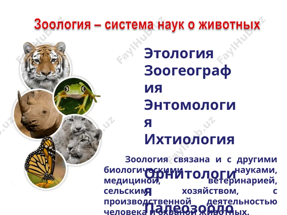 зоология - Page 4