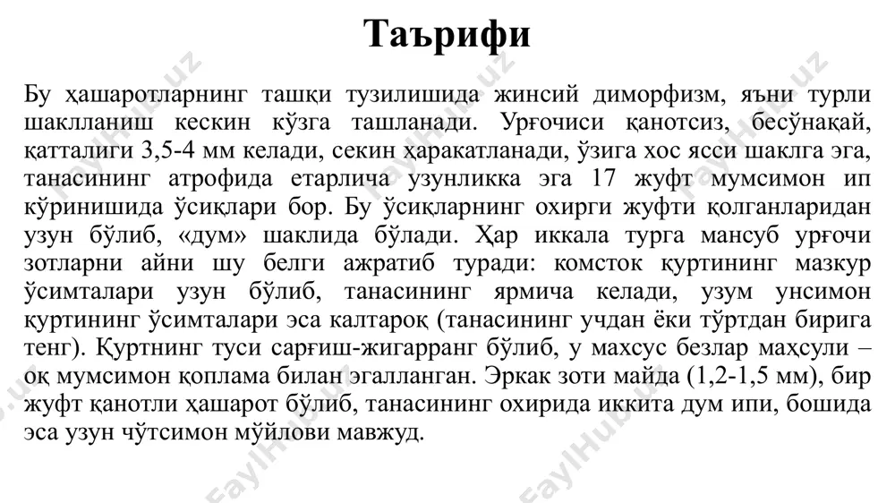 апалаги бироз йирикроқ (қанот ёзганда 12-15 мм) бўлади. олдинги жуфт қанотлари оч сариқ ёки оч кулранг, ялтироқ, ўртасида кўндаланг жойлашган кенг қорамтир доғи ва кумуш ранг жилоси бор. орқа қанотлари кулсимон қўнғир рангда, эркагиники эса оч рангда бўлади. тухуми оқ, ясси, катталиги 0,65-0,9 мм келади. қуртининг боши қора, танасини майда қорамтир сўгалчалар босган, катта ёш қуртнинг узунлиги 14 мм келади, ранги яшилроқ-пушти ёки қизғиш бўлиб, майда сийрак туклар билан қопланган. ғумбаги жигарранг, узунлиги 5-5,5 мм келади, оқ пилла ичида жойлашади. ҳаёт кечириши ток барг ўровчиси ғумбаклик шаклида асосан пўстлоқ ости ва бошқа пана жойларда қишлаб чиқади. баҳорда (апрел) капалаклар учиб чиқиб қўшимча озиқлангач, урчиб тухум қўйишга киришади. ҳар бир зот 50-70 та тухумни асосан якка-якка қилиб шингил доналарига қўяди. очиб чиққан қуртлар шингил билан озиқланади, уни ўргимчак иплари билан ўраб олади. бу ҳашарот қуртлари баъзан ёш новда ичини ҳам ўйиб киради. олти ёшни ўтгач, юпқа пилла ўраб, ичида ғумбакка айланади. …