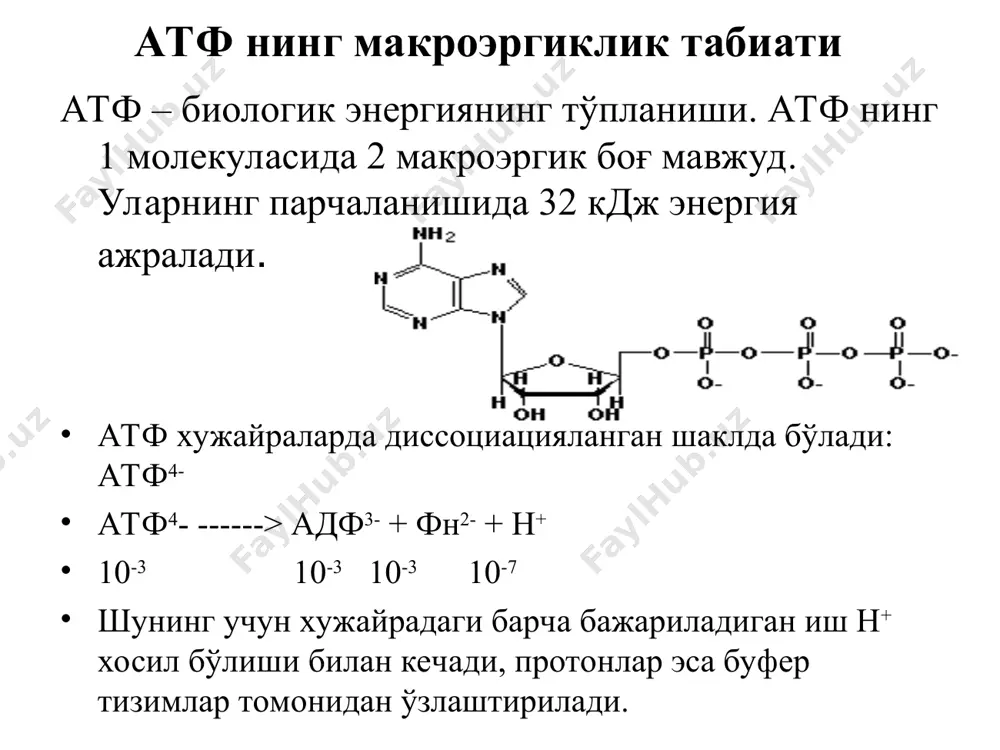аи: 1,3-дифосфоглицерат, фосфоенолпируват, креатинфосфат, аргининфосфат ва бошқалар. оксидланишли фосфорилланиш механизми: 1. кимёвий назария – нафас олиш занжирида ажралиб чиқаётган энергия қандайдир оралиқ моддада тўпланиб, сўнг ферментлар таъсирида атф га ўтказилади. аммо хозирга қадар бу модда топилмаган. 2. 1964 йили бойер конформацион назарияни яратди. бу назарияга кўра оксидланиш-фосфорилланиш жараёнида электронлар ташувчи ферментларнинг конформацион ўзгариши кузатилади. 1970 йили энергияланган митохондриялар кристларида тебраниш харакатини электрон микроскопда кўрсатди. 3. хемиосмотик ёки протон харакатланувчи назарияни митчел 1961 йилда яратди, 1972 йили эса уни в.п. скулачев тансдиқлади. бу назарияга кўра оксидланиш билан фосфорилланиш узвий боғлиқликда бўлиб, оксидланиш мембранани зарядланишига, фосфорилланиш эса зарядсизланишига олиб келади. энергия алмашинувига таъсир этувчи моддалар 4 гуруҳга бўлинади: 1. дегидрогеназалар ингибиторлари: малонат, фтивазид, тубазид; 2. нафас олиш занжири ингибиторлари: цианидлар, витамин а, барбитуратлар, ротенон. 3. оксидлани ва фосфорилланишни ажратувчи моддалар: - протонофорлар (протонларни мембранадан ўтказувчи моддалар: ёғ кислоталар, 2,4-динитрофенол, салицилатлар, тироксин). - ионофорлар: (анион ва катионларни ўтишини фаоллаштирувчилар: валиномицин, нигерицин, грамицидин а). …