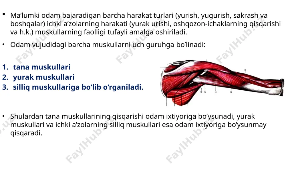llardan farq qiladi. binobarin mimika muskullari qisqarib yuzda har xil o‘zgarish (holat) larni vujudga keltiradi. bundan tashqari, mimika muskullari so‘zlash, chaynash jarayonida faol qatnashadi. yuzning mimika muskullari aksariyat og‘iz, ko‘z, burun va quloq atrofida joylashib, ularning torayishi (sfinkterlar) yoki kengayishi (dilatatorlar) ni taʼminlaydi. og’izning aylana muskuli (m.orbicularis oris) og’iz teshigining atrofida tepa va pastki labning teri ostida joylashgan muskullar lablar burchagida o’zaro qo’shilib ketgan. funksiyasi – og’zini yumadi. innervatsiyasi - n.facialisdan qon tomirlari – labialis superior et interior ensa peshona muskuli (m.occipito-frontalis) muskullari ensa (venter occipitalis) va peshona (venter frontalis) sohasida joylashgan. peshona m. qismi qosh terisidan boshlanadi. funksiyasi: peshona qismi qisqarganda kalla terisi oldinga surilib, peshonada ajinlar paydo bo’ladi, qosh ko’tarilib, odamning hayronlik holatini yuzaga keltiradi. ensa qismi qisqarganda kalla terisi orqaga tortiladi. takabburlik muskuli (m.procerus) peshona suyagining burun qismidan boshlanib ikki qosh o’rtasida teriga yopishadi. funksiyasi: muskul qisqarganda ikki qosh o’rtasida ko’ndalang ajin paydo bo’lib, takabburlik (viqorlik) holati …