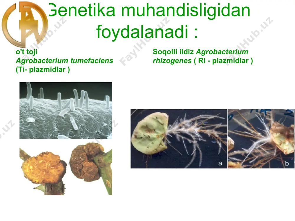 o'simliklar genetik muhandisligi - Page 4