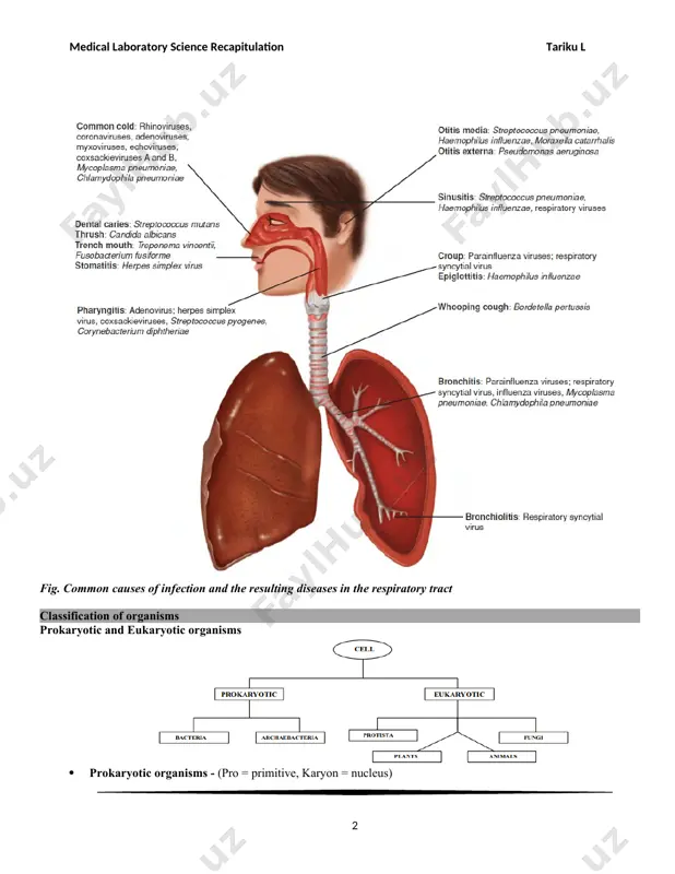 of grapes) · sarcina (e.g. sarcina ventriculi) - (lat. sarcio—to tie) · bacilli (rod-shaped cells · chain of bacilli (e,g. bacillus anthracis) · flagellate rods (e,g. salmonella typhi) · spore former (e,g. clostridium botulinum) · spiral – shaped cells · spirilla (e.g. helicobacter pylori) · spirochaetes (e.g, treponema pallidum) · vibrios (comma-shaped cells) – e.g. vibrio cholerae bacterial growth and nutrition 1. prokaryotic bacteria have three major nutritional needs for growth. a. a source of carbon is needed for the synthesis of cellular constituents. b. a source of nitrogen is necessary for the synthesis of protein. c. energy (atp) is needed for cellular functions. 2. the optimum ph for the growth of most bacteria is 7.0 to 7.5. · acidophiles grow at an acidic ph · alkaliphiles grow optimally at an alkaline ph. 3. a wide range of growth temperatures facilitate the growth of bacteria. · the optimum growth temperature …