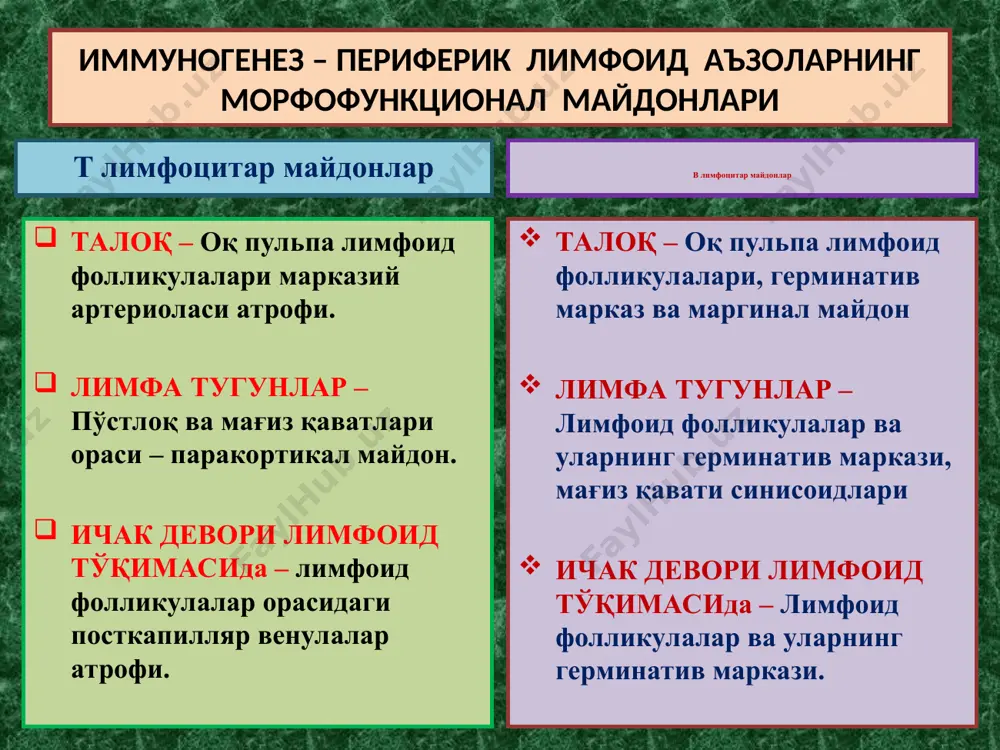 арга нисбатан “толерантлик” пайдо бўлмайди. аутоиммун касалликлар аутоиммун касалликлар ривожланишида 3 та патогенетик механизмлар ётади: 1 – аслида “толерантлик” ҳолати йўқ тўқима ва аъзолар “гематогистиоген тўсиғи”нинг бузилиши. 2 – иммунокомпетент тизим эффекторлари функционал ҳолатининг бирламчи бузилиши, “ўз” ва “ёт” антигенларни фарқ қилиш ҳолатининг йўқолиши. 3 – организмнинг касалланган тўқима ва аъзоларида “ёт антиген” ёки “аутоантиген” ларнинг пайдо бўлиши. бу механизмлар асосида ривожланадиган касалликлар - 3 та гуруҳ аутоиммун касалликларни ташкил қилади. аутоиммун касалликлар аутоиммун касалликларнинг - 3 та гуруҳи: 1 – органга хос бирламчи аутоиммун касалликлар (хашимото бўқоғи, энцефаломиелит, полиневрит, идиопатик аддиссон касаллиги, асперматогения, симпатик офтальмия). 2 – системали аутоиммун касалликлар (ревматизм, системали қизил югурик, ревматоид артрит, склеродермия, дерматомиозит). 3 – суринкали касалликларга қўшилиб келувчи аутоиммун касалликлар (гепатит, гастрит, энтерит ва бошқ.). иммунодефицитлар иммунодефицит, бу – организмнинг махсус ҳимоясини бажарувчи иммун тизимнинг бирламчи ҳамда орттирилган етишмасликларидир. 3 хил кўринишларда учрайди: i – бирламчи, яъни генетик иммунодефицитлар: 1) комбинацияланган – ҳужайрали …