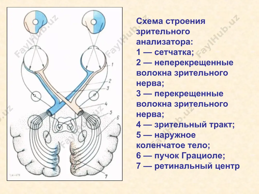 ния ,воспалительные заболевания полости рта и лор органов ,воспалительные объемные заболевания головного мозга . неврит жалобы : резкая боль за глазами , которая усиливается при повороте глаза в сторону , снижение цветного зрения , неврит на глазном дне : диск отечен , границы размыты , вены широкие , артерии сужены . неврит лечение : необходима срочная госпитализация. до выяснения этиологии нзн лечение направлено на подавление инфекции и воспалительной реакции, дегидратацию, десенсибилизацию, улучшение метаболизма в тканях цнс, иммунокоррекцию. назначают на 5—7 дней антибиотики широкого спектра действия парентерально (не назначать препараты, оказывающие ототоксическое действие — стрептомицин, неомицин, канамицин, гентамицин — ввиду их аналогичного действия на зрительный нерв!). применяют кортикостероиды в виде ретробульбарных инъекций раствора дексаметазона 0,4% по 1 мл ежедневно, на курс 10—15 инъекций, а также преднизолон внутрь, начиная по 0,005 г от 4 до 6 раз в день в течение 5 дней с постепенным снижением дозы. внутрь диакарб (ацетазоламид) по 0,25 …