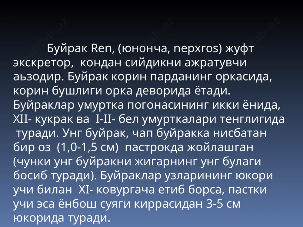 артерияси а.реналис оркали киради. бу контомир буйрак дарвозасида олдинги ва орка тармокка булинади. буйрак синусида олдинги ва орка тармоклар буйрак жомининг олдида ва оркасида жойлашади ва 5 та сегментар артериялар а. сегменталес га булинади. буйрак косачалари, жоми. буйракда ажралган сийдик форамина папиллариа оркали буйракнинг кичик косачаси, катта косачаси, буйрак жоми ва сийдик йулига тушади. буйракнинг кичик косачалари, cалйcес реналес минорес, уларнинг сони 8-9, хар бири узининг учи билан бир, икки, кам холда учта буйрак сургичини камраб олади. иккинчи томони билан катта косачага очилади. буйрак косачалари деворларида 4 та силлик мускуллар булиб, косача гумбазидан юкорида жойлашгани м.леватор форниcис; унинг атрофида жойлашгани м.сфинcтер форниcис; косада буйлама жойлашгани м.лонгитудиналис cалйcис, косача атрофида жойлашгани м. спиралис cалйcис деб аталади. булардан м.леватор форниcис, м.лонгитудиналис cалйcис косача бушлигини кенгайтирганда у эрда сийдикни тупланишига сабаб булади. бу холат диастола дейилади. м. сфинcтер форниcис ва м. спиралис cалйcис кискарганда буйрак косачаси тораяди ва сийдик жомча томон окади, косача …