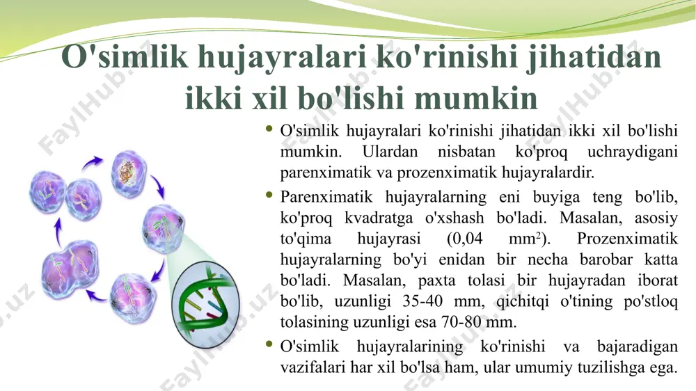 o'simliklar hujayrasi haqida taqdimot - Page 5