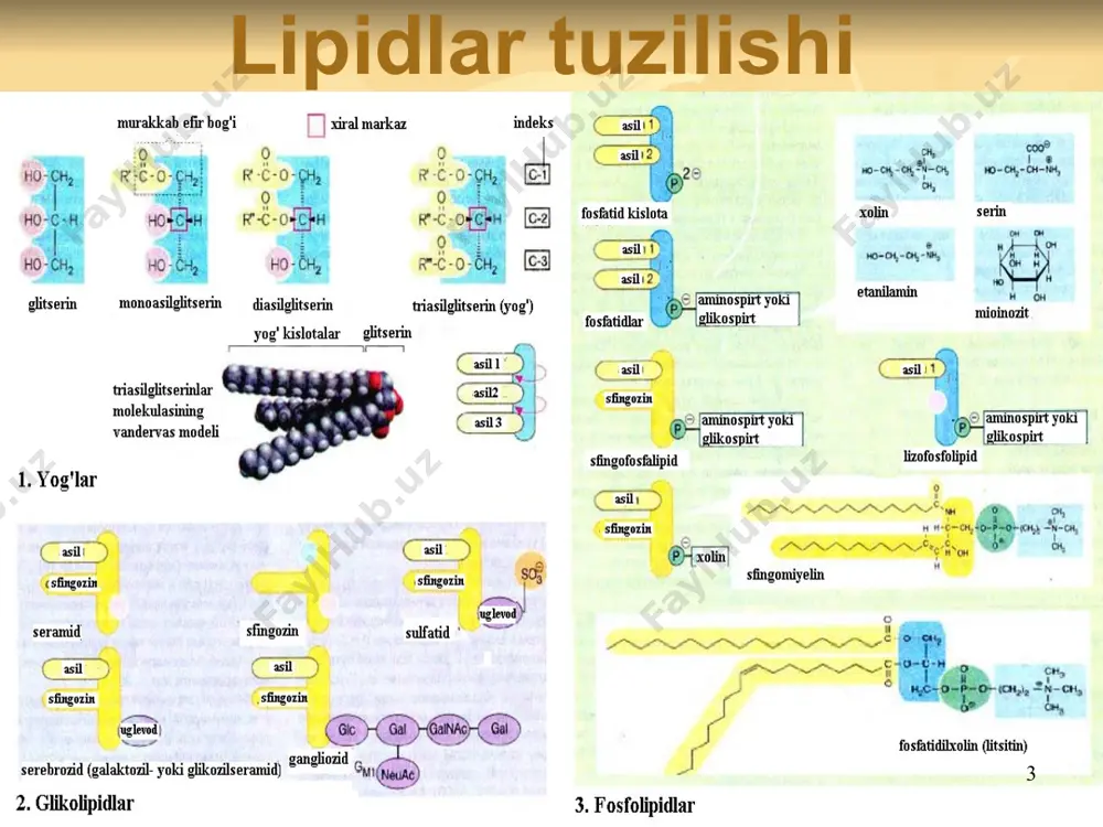 so‘ng alimentar giperlipidemiya kuzatiladi, uning maksimal darajasi 6 - 8 soatda, 10 - 12 soatdan so‘ng esa qonda butunlay yo‘qoladi. qon zardobida meyorida 0,55—1,65 mmol/l, yoki 50—150 mg/% teng. 24 yog‘larni ekskretsiyasi taxminan 5% triatsilglitseridlar va yog‘ kislotalar organizamdan o‘zgarmasdan chiqib ketadi. teri bezlari orqali qisqa zanjirli suvda eruvchi yog‘ kislotalar, yog‘ bezlari orqali – neytral yog‘lar, xolesterin efirlari, erkin yog‘ kislotalar ajraladi. oz miqdorda ko‘chayotgan epidermis hujayralari bilan ajraladi. teri kasalliklarda (seboreya, psoriaz, ugri va boshqalar) ularning ajralishi kuchayadi. oshqozon-ichak yo‘llarida hazmlangan 98% yog‘ kislotalar va glitserin so‘riladi, qolgan qismi najas bilan ekskretsiyalanadi. 1 sutkada najas bilan taxminan 5 g yog‘ kislotalari ajraladi, ularning yarmi mikroorganizmlarning mahsuloti. siydik orqali qisqa zanjirli yog‘ kislotalar (sirka, moy, valerian kislotalari), xamda β-oksimoy va atsetosirka kislotalari ajraladi (sutkasiga 3 - 15 mg). ularni ko‘p miqdorda ajralishi lipoid nefrozda, suyaklar sinishida, siydik yo‘llari kasalliklarida kuzatiladi. 25 steatoreya 26 steatoreya kuzatilishi mumkin: jigar-o‘t yo‘llari kasalliklarida …