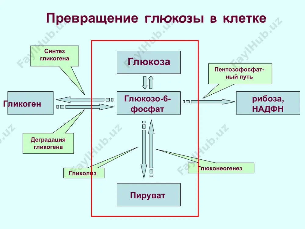 зы. скорость глюконеогенеза определяется кoнцентрацией предшественников глюкозы. регуляция глюконеогенеза глюконеогенез и гликолиз регулируются реципрокно: в клетке если один путь неактивный, второй активируется. * * гормоны влияют на экспрессию генов изменяя скорость транскрипции. инсулин стимулирует экспрессию фосфофруктокинзы и пируваткиназы. глюкагон ингибирует экспрессию этих ферментов и стимулирует продукцию фосфоэнолпируваткарбоксикиназы и фруктозо-1,6-дифосфатазы. регуляция глюконеогенеза гормонами * основные предшественники: (1) лактат (2) большинство аминокислот (особенно аланин) (3) глицерол (при расщеплении жиров) предшественники глюконеогенеза * цикл кори печеночная лактатдегидрогеназа превращает лактат в пируват (субстрат для глюконеогенеза) глюкоза, образованная в печени, транспортируется к периферическим тканям с кровью * глюконеогенез из глицерола * дефицит глюкозо-6-фосфат дегидрогеназы –энзимопатия, которая поражает сотни миллионов людей. 10 % людей средиземноморского региона имеют этот генетический дефект. эритроциты со сниженым уровнем восстановленного глутатиона более чувствительны к гемолизу и легко разрушаются, особенно при интоксикациях лекарствами (например, антималярийными препаратами). в тяжелых случаях массивная деструкция эритроцитов может привести к смерти. эритроциты, которые содержат тельца хейнца. * …