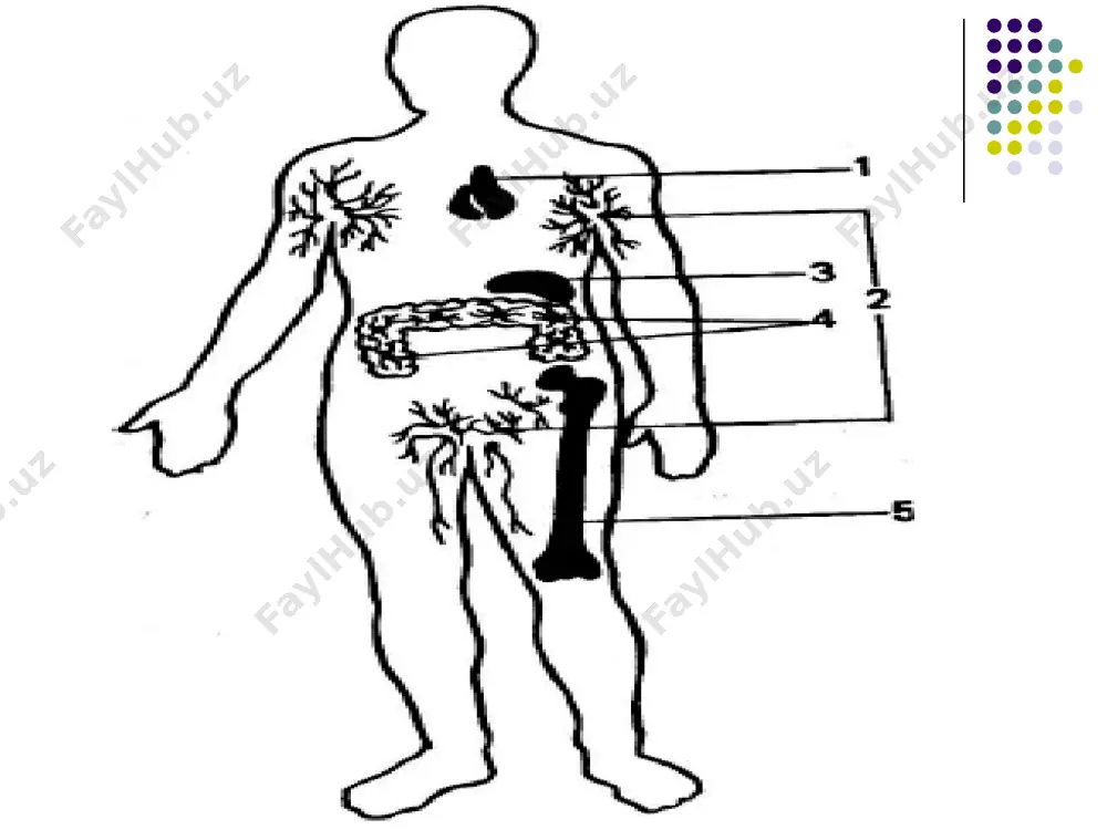 i̇mmun sisitema organlari va antitellar - Page 4