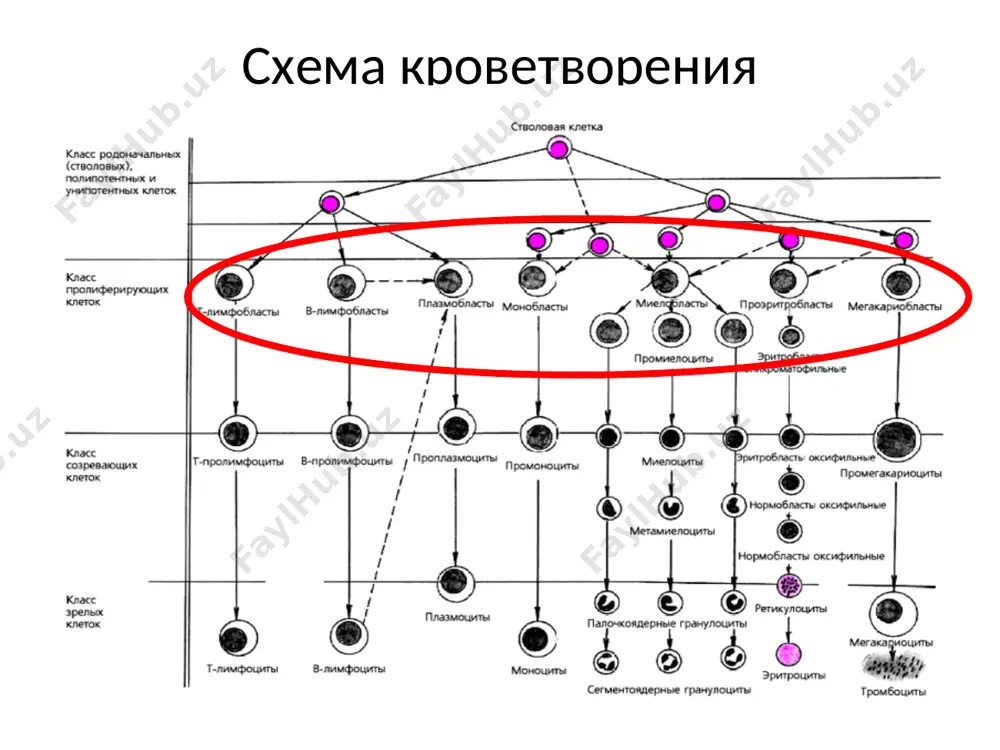 группа, некоторые немаркируемые, т-клеточные; наблюдается обычно у взрослых и имеет плохой прогноз. l3 - гомогенные базофильные бластные клетки (типа клеток при лимфоме беркитта), состоит из в-клеток и имеет плохой прогноз. * начиная с 1976 г. во всем мире клиницисты пользуются фаб (франция, америка, британия) классификацией острых лейкозов, по которой лейкозы делятся на острый лимфобластный лейкоз, 75-80% от всех лейкозов у детей, и острый нелимфобластный лейкоз, который включает в себя семь подтипов (м1 - м7) и составляет 20-25% лейкозов у детей. от подварианта зависит курс проводимой терапии и прогноз жизни больного. анемический инфекционно- токсический геморрагический гиперпластический основные клинические синдромы лейкозов нейролейкемия геморрагический клинические проявления острого лейкоза являются следствием пролиферации и накопления злокачественных лейкозных бластных клеток. необходимо подчеркнуть, что не существует какого-либо одного клинического признака, который являлся бы патогномоничным для острого лейкоза в целом и для его отдельных вариантов. основой клинической симптоматики острого лейкоза служат процессы гиперплазии опухолевой ткани и признаки подавления …