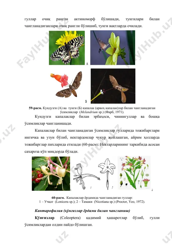 'ngqo'ng'izlar kelishadi. ularni nektarlar ham, gulchangi ham qiziqtirmaydi. shunday o'simliklardan biri kuchala (arum maculatum) bo'lib (62-rasm), chetdan changlanishga moslashgan. ularning to'pguli shaklan so'taga o'xshash bo'lib, ko'pchiligi tojibarglarga o'xshagan yirik tepa bargi bilan o'ralib turadi. so'taning eng yuqori qismida gul bo'lmaydi. undan pastroqda changchi gullari, undan ham pastroqda urug'chi gullari joylashgan. bu o'simlik proteroginikdir. mayda-mayda pashshalar qin ichiga kirib olishgandan keyin tashqariga chiqolmay qolishadi, chunki so'taning o'qida joylashgan va pastga qarab o'sgan bir talay tuklar ularning chiqib ketishiga to'sqinlik qilishadi. hasharotlarning gullarga kirishlari oson, lekin chiqib ketishlari qiyin bo'lib qoladi. etilgan urug'chi ularning boshqa gullardan olib kelgan changlari bilan changlanadi. ma'lum vaqt gul ichida qolishgan hasharotlar gul shiralari bilan oziqlanib turishadi, shundan keyin changdonlar yorilib, shu o'simlikning yangi gulchanglari yana hasharotlar ustiga to'kiladi. changdonlar changlarini tarqatib bo'lganidan keyingina tuklar qurib, hasharotning chiqib ketishiga yo'l ochiladi va pashshalar tashqariga chiqib, boshqa to'pgullarga qo'na boshlaydi va ularning changlanishida ishtirok etishadi. 62-rasm. kuchala (arum …