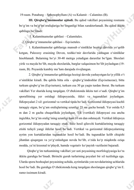 chka, bo‘g‘im oralig‘ining uzunligi ham 10 sm dan oshmaydi. vertikal ildizpoya gorizontal ildizpoyadan taraqqiy etadi. ildiz hosil qiluvchi kurtaklarining taraqqiy etishi tufayli yangi ildizlar hosil bo‘ladi. vertikal va gorizontal ildizpoyalarning ayrim yon kurtaklaridan tugunaklar hosil bo‘ladi. bu tugunaklar kelib chiqishi jihatdan qisqargan va yo‘g‘onlashgan novda bo‘lib, o‘zida ko‘p miqdorda oziqa modda, ya’ni kraxmal to‘playdi, hamda vegetativ ko‘payish vazifasini bajaradi. qirqbo‘g‘im turkumining vakillari yer usti poyasining morfologiyasiga ko‘ra ikkita guruhga bo‘linadi. birinchi guruh turlarining poyalari bir xil tuzilishga ega. ularda spora boshoqlari poyasining uchida, ayrimlarida yon novdalarining uchlarida hosil bo‘ladi. bu guruhga o‘zbekistonda keng tarqalgan shoxlangan qirqbo‘g‘im e. ramo-issimum kiradi. ikkinchi guruhga kiruvchi qirqbo‘g‘im turlarining yer usti poyasi ikki xil bo‘ladi. birinchisi qo‘ng‘ir yoki yashil rangli, spora hosil qiladi, ikkinchisi yashil rangli, vegetativ poya deb ataladi. o‘zbekiston sharoitida o‘suvchi dala qirqbo‘g‘imida (e. arvense) spora hosil qiluvchi poya erta bahorda o‘sib chiqib, spora hosil qilgandan so‘ng quriydi. u xlorofillsiz qo‘ng‘ip rangli va …