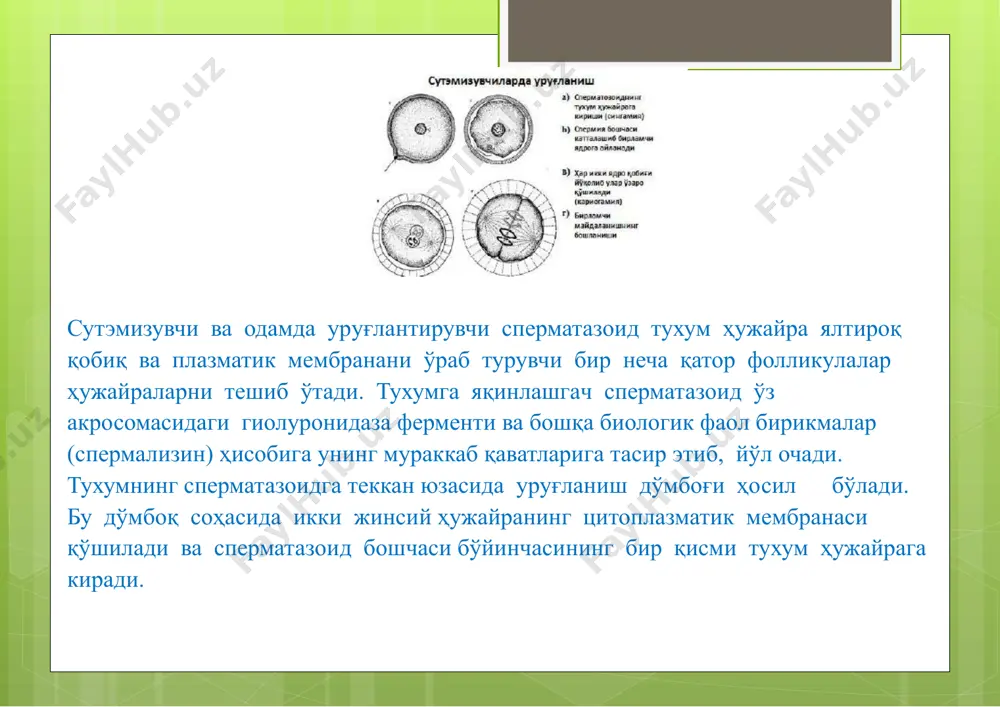 ) бластодерма ичига кўчиб ўтиши билан кечади. ҳужайраларнингихтисослашуви уч хил бўлади: 1. биокимёвий 2. морфологик 3. физиологик ҳосилбўлган муртак варақлари ривожланаётган организмнинг тўқима ва аъзолари ҳосилбўлиши учун асосий манба бўлиб хизмат қилади. эмбрионал варақ тузилмаларининг ҳар бири кўпгина аъзолар (тўқималар) учун асос бўлса ҳам аммо бираъзо (тузилманинг) шаклланишида бошқа варақ ҳам маълум даражада иштирок этади. ҳомилаварақларини ўрганишда рус олимлари к.ф. волф, к.м. бер, и.и. мечников ва о.а. ковалевскийларнинг хизмати катта. тўқималарнинг ҳосил бўлиши гистогенез ҳамда аъзоларнинг шаклланиши жараёни органогенез дейилади, бу жараён эмбрионал варақ ҳужайраларнинг мураккабўзаро таъсири уларнинг кўпайиши, ўсиши натижасида рўй беради. гаструляция натижасида бластула ҳужайрасининг камида 2 қават (эмбрионал қават) га эга бўлган муртак шаклланади. ҳужайраларнинг силжиши давом этади. мезодерманинг ўзи айрим сегментлашган қисмлар—сомитларга ажралади. мезодермадан ҳосил бўлгансомитлар 5-қисмга: 1.миотом (кўндаланг—тарғил мушак тўқимаси ҳосил қилувчи); 2. склеротом (тоғай, суяк ва бириктирувчи тўқима ҳосил қилувчи); 3. дерматом (тери бириктирувчи тўқимасини ҳосил қилувчи); 4. нефротом (сийдик—таносил аъзоларини ҳосил қилувчи); 5. …