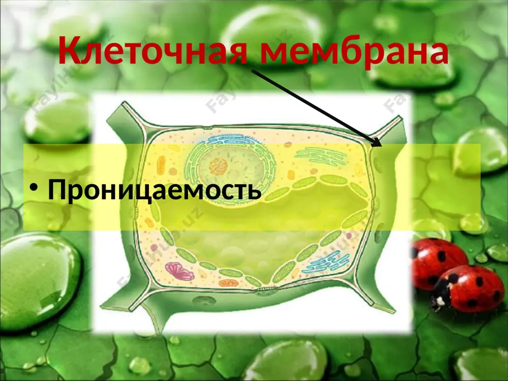 особенности растительной клетки - Page 4