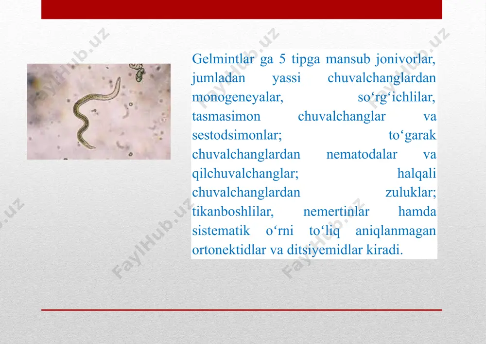 gelmintlar xarakteristikasi - Page 3