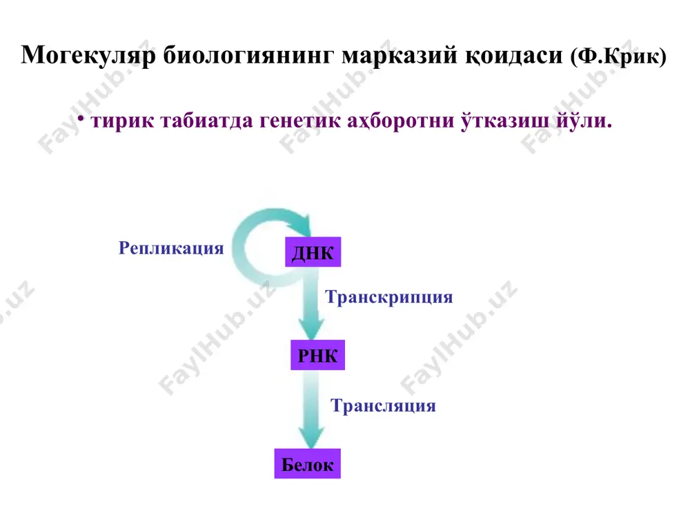 илиши билан кечадиган касалликларга пигментли склеродермия ва трихотиодистрофия киради. инсон хромосомаси 150 млн. жуфт нуклеотидлардан ташкил топган, репликация тезлиги эса 50 нукл/мин. шунинг учун репликация бир-неча сайтларда (ориджинларда) бошланади, улар оралиғи репликон деб аталади. синтез икки йўналишда кетгани сабабли улар тўқнашадилар. днк нинг етилиши метилланиш, теломеразалар таъсирида узайиш ва репарацияни ўз ичига олади. репарация жараёни қуидагилардан иборат транскриптон куйидиги қисмлар дан иборат: -промотор -акцептор -генлар қурилиши -терминатор транскрипциянинг 3 босқичи: -инициация -элонгация -терминация полипептид занжирининг посттрансляцион модификацияси фолдинг -полипептид занжирларни фазовий конфор-мациясининг шакилланиш жараёнлари модификацияси асосан эр да бўлади. қисман протеолиз. ковалент модификация (фосфорилланиш, гликирланиш, ацетилланиш, йодланиш, гидроксилланиш) фолдинг ёки фазовий қурилишининг шакилланиши, бунда оқсил-шапиронлар иштирок этиб, полипептид занжирини тўғри шакилланишини таъминлайди. уч ўлчамли қурилишини шакилланишида цистеин қолдиғи орасидаги дисульфид боғини шакилланишида қўшимча гурухларни киритилиши (простетк гуруҳлар, коферментлар, металллар, гидроксиль гуруҳланиши) шаперонлар иштирокида олигомерлар қурилишини ҳосил бўлиши. генетк кодни хоссаси. триплеть туғма, фақат метионина ва триптофан учун алоҳида код. узуликсиз …