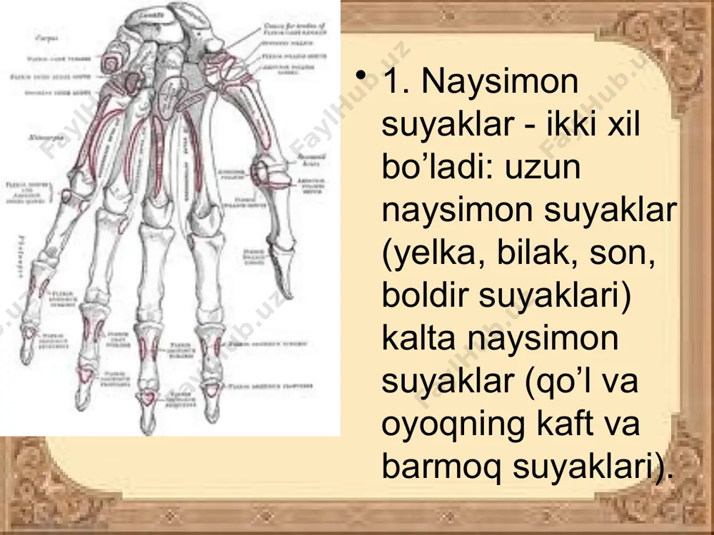 suyaklar tuzilishi - Page 4