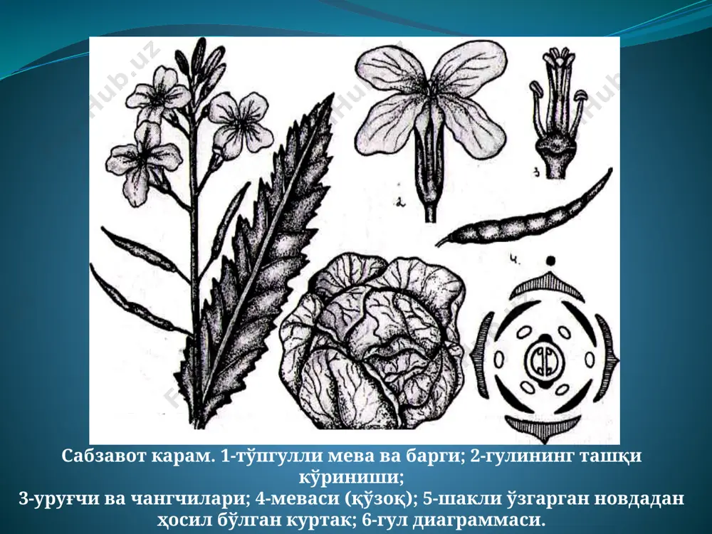 фолат кислоталар, ёғ, ферментлар, фитонцидлар, калий, кальций, йод, марганец, темир ва бошқа элементларнинг тузлари бор. бевосита овқатга ишлатилади, тузланади ва консерва ҳолида истеъмол қилинади. карам халқ табобатида турли касалликларга ишлатилади, организмдан холестериннинг чиқиб кетишини тезлатади. карамда клетчатка кўп. карам навлари эртаги, ўртача эртаги, ўртаги, ўртача кечки ва кечки гурухларга бўлинади. карам кўчати парник ва иссиқхоналарда етиштирилиб, эртагисига февраль охири ва март бошларида (60×60 см, 70х70 см. схемада), ўртагиси апрель - май бошларида, кечкиси июль охири ва июль бошларида (70×70 см. схемада) экилади. – карамдаги ичаклар фаолиятини яхшиловчи бириктирувчи моддалар организмни турли хилтлардан ва холестериндан тозалайди ва ичакларда фойдали микрофлорани шакллантиради. – терининг куйган, йирингли яра, совуқ урган ва зарбадан кўкарган жойларига майдаланган карам баргини компрес қилиб қўйилса, бу яра ва жароҳатлар битишини тезлаштиради. – янги карамдан олинган шарбат ичиш ёрдамида панкреатитдан, ошқозон ярасидан, холециститдан, гастритдан, меъёридан баланд юрувчи ошқозон ширасидан, циститдан ва хроник пиелонефритдан фориғ бўлиш мумкин. – карам шарбати …