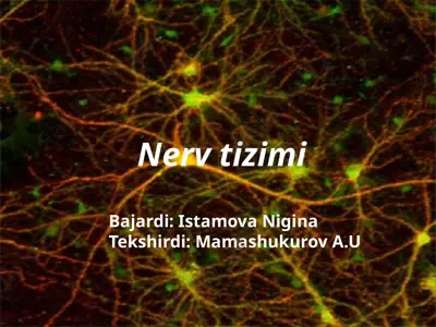 nerv tizimi — PPTX