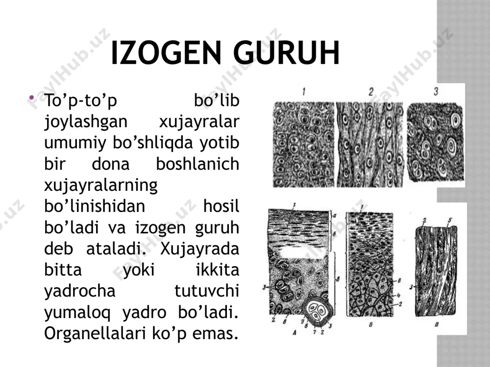 tog’ay to’qimasi - Page 3