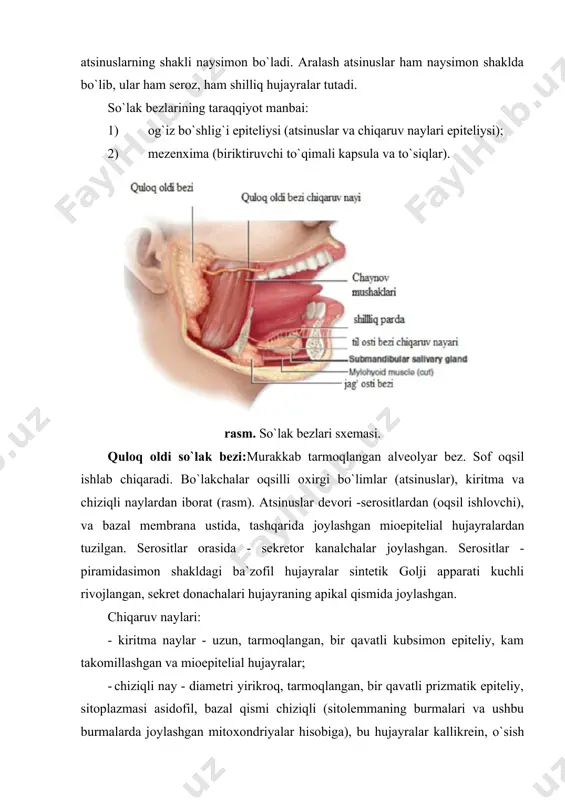dorda yog` hujayralari bor. ba`zida quloq oldi bezi yonida qo`shimcha bez joylashgan bo`lib, u shilliq sekret oхirlarini tutishi bilan farqlanadi. bezning yuzasi biriktiruvchi to`qimali kapsula bilan o`ralgan. bez bo`lakchali tuzilishga ega. bo`lakchalar bo`lakchalararo to`siqlar yordamida ajratilgan, ulardan qon tomirlar, nervlar va chiqaruv naylari o`tadi. unchalik yirik bo`lmagan bo`lakchalararo nayning epiteliysi ikki qavatli,bezning umumiy nay esa ko`p qavatli kubsimon epiteliysidan tuzilgan. bo`lakchalar ichi oqsil hujayralardan (serositlar) iborat. oхirgi bo`limlar alveolyar (sharsimon) shaklga ega. oхirgi bo`limlar orasida qon kapillyarlariga boy yupqa siyrak biriktiruvchi to`qimali qatlam ko`rinadi. kiritma naylar bir qavatli kubsimon epiteliy bilan qoplangan. epiteliy hujayralari och ba`zofil. chiziqli naylar juda yaхshi rivojlangan, tarmoqlangan (rasm). ular bir qavatli prizmatik epiteliy bilan qoplangan. xujayralar oksifil siptoplazmaga ega. (qizil rangda) va unda bazal chiziqchalar ko`rinadi. oхirgi bo`limlar, kiritma va chiziqli naylarning ikkinchi qavatini mioepetilial hujayralar tashkil etadi, ular sekretor hujayralarni savat ko`rinishida o`rab turadi. bo`laklarda nisbatan yirik bo`laklari chiqaruv naylari ko`rinishi mumkin. rasm. quloq …