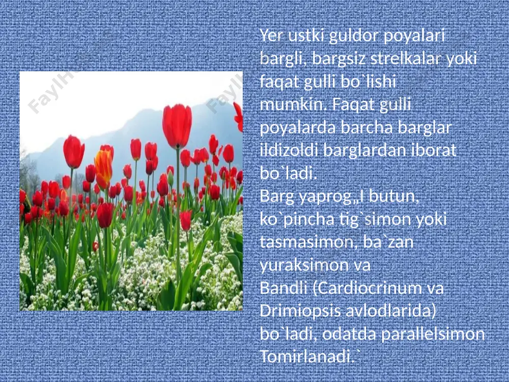 llarni uchratish mumkin. changchilari ko`pincha asosida kengayuvchi, ba`zan qalin ipli. tumshuqchasi 3 parrakli, ko`pincha o`troq, ustuncha biroz uzaygan. lolalarning gullari mayda arilar, pashshalar yordamida changlanadi. ular bahorgi efemeroidlar bo`lganligi uchun yoppasiga gullaganda tog` va adirlarning ochiq joylarini qizil, sariq va boshqa rangdagi gilam singari qoplab oladi. lolalar ajoyib manzarali o`simliklar hisoblanadi. ilk madaniy lolalar g`arbiy yevropaga xvi asrda konstantinopoldan kirib kelgan. ularni turk lolalari deb atalgan. turk lolalari hozirgi kafa shahridagi (qrim yarim orolidagi feodosiya shahri) shrenk lolasidan madaniylashtirilgan. uyga vazifa: mavzuni o`qib o`rganish image1.jpeg image2.jpeg image3.jpeg image4.jpeg image5.jpeg image6.jpeg image7.jpeg image8.jpeg image9.jpeg image10.jpeg image11.jpeg image12.jpeg /docprops/thumbnail.jpeg