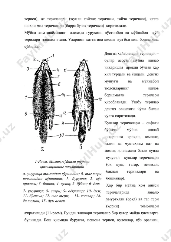 си кўп миқдордаги ёғ тўпламаларига эга эмас ва пишиқлиги, мустаҳкамлиги, шунингдек эластиклиги билан тавсифланади. дашт пўстинбоп қўй териларига думбали қўй зотлари терилари ва вояга етган қоракўл қўйлари терилари киради. дашт қўй терисининг жун қоплами кокилсимон тузилишга эга бўлиб, майин момиқ сочлар, дағал қилтиқ сочлар ва ўлик сочлардан ташкил топган. пўстинбоп қўй терилари катта ўлчами, қалинлиги, бўш ва ёғли тери тўқимаси билан ажралиб туради. романов пўстинбоп қўй териларига романов қўй зотининг қўзилари ва вояга етган қўйларининг терилари, шунингдек уларнинг дағал жунли калта думли қўйлар билан дурагайлари терилари киради. чарм тўқимаси тавсифи. пўстинбоп қўй терилари бутунлайича шилинади. кесик тана бўйлаб кўкрак ва қорин бўшлиғининг ўрта чизиғи бўйича думнинг асосигача олиб борилади ва олдинги оёқларнинг билак бўғимигача, орқа оёқлардан эса сакровчи бўғимгача шилиб олинади. пўстинбоп қўй терилари қуюқ туз эритмасида, кислота-тузли, тузлаб қуритиб ва тузламасдан қуритиб қонсерваланади. пўстинбоп қўй териларининг тери тўқимаси пластик бўлиши лозим, чунки ишлов бериш жараёнларида жунли юзага нисбатан у …