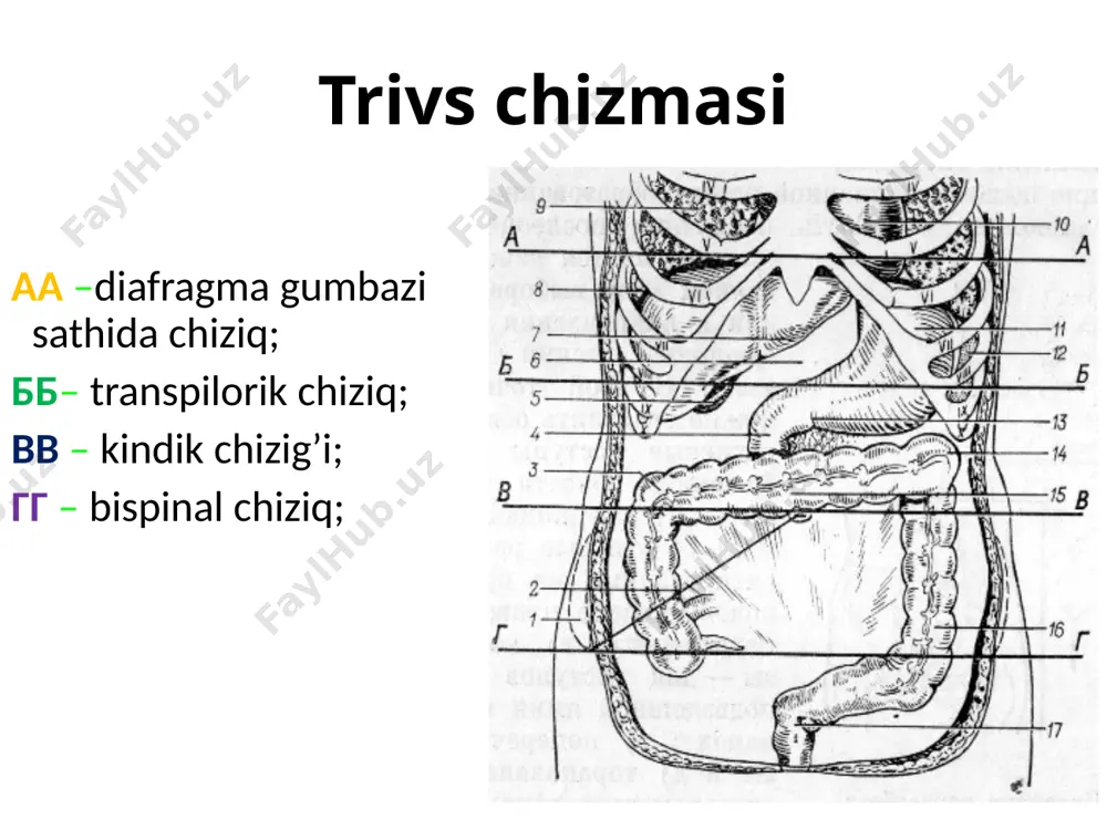 z sabablari: “keltirib chiqaruvchi omil” qorin ichki bosimining keskin oshishi “moyillik omili” – qorin devoridagi zaif joylar churra elementlari churra darvozasi – “zaif” joy: -oddiy (halqalar) -murakkab (muskul-aponevrozlararo kanal va yoriqlar) 2. churra xaltasi: -boʼyinchasi -tanasi -tubi 3. xalta tarkibi (koʼpincha eng siljuvchan aʼzolar) chov churralari tug’ma va orttirilgan to’g’ri va qiyshiq chov churralari son kanali “zaif” joy – son kanali chuqur halqasi: -old – chov boylami -orqa – kuper boylami -medial – lakunar boylam -lateral – son venasi son yuza halqasi – oval chuqurcha son kanali – son serbar fastsiyasi yuza va chuqur varaqlari orasida son churralari turlari kam uchraydigan churralar topografik anatomiya qr-kodlarda @tibbiyot_school tibbiyot school medical school image1.png image2.jpeg image3.png image4.png image5.png image6.png image7.png image8.png image9.png image10.png image11.png image12.png image13.png image14.png image15.png image16.png image17.png image18.png image19.png image20.png image21.png image22.png image23.png image24.png image25.png image26.png image27.png image28.png image29.png image30.png image31.png image32.png image33.png image34.png image35.png image36.png image37.png image38.png image17.emf image39.png …