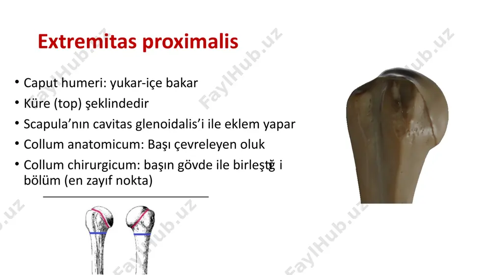 yapar el bileği kemikleri ile doğrudan değil bir discus aracılığı ile eklem ekstremitas proximalis iki çıkıntı iki çentik şeklinde eklem yüzü büyük çıkıntı arka üst tarafta dirsek çıkıntısı olarak bilinen olecranon deri altından kolaylıkla hissedilebilir üst yüzeyi pürtüklü – m.triceps brachii kirişi tutunur humerus-fossa olecrani ile eklem ekstremitas proximalis i̇ncisura trochlearis: açıklığı arkaya bakar önde ve arkada birer çıkıntı ile sınırlanmıştır olecranon: m. triceps brachi proc. coronoideus: öndeki küçük çıkıntı tuberositas ulnae: ön yüzde m. brachialis’in tendonu i̇ncisura radialis: radiusun başı ile crista musculi supinatoris: m. supinator başlar corpus ulnae üç yüz üç kenar facies anterior facies posterior facies medialis margo anterior margo posterior margo interosseus facies anterior: konkav, üst 1/3ünün alt ucunda kanalı yukarıya doğru yönelmiş foramen nutricium margo anterior: proc.coronoideus-proc.styloideus margo posterior: olecronun arkasındaki üçgen sahanın tepesinden-proc.styloideus margo interosseus: en belirgin kenar, yukarıda crista musculi supinatoriusla birleşir, inc.radialisin arka ucuna kadar uzanır. radiustaki aynı isimli kenar ile birbirlerine …