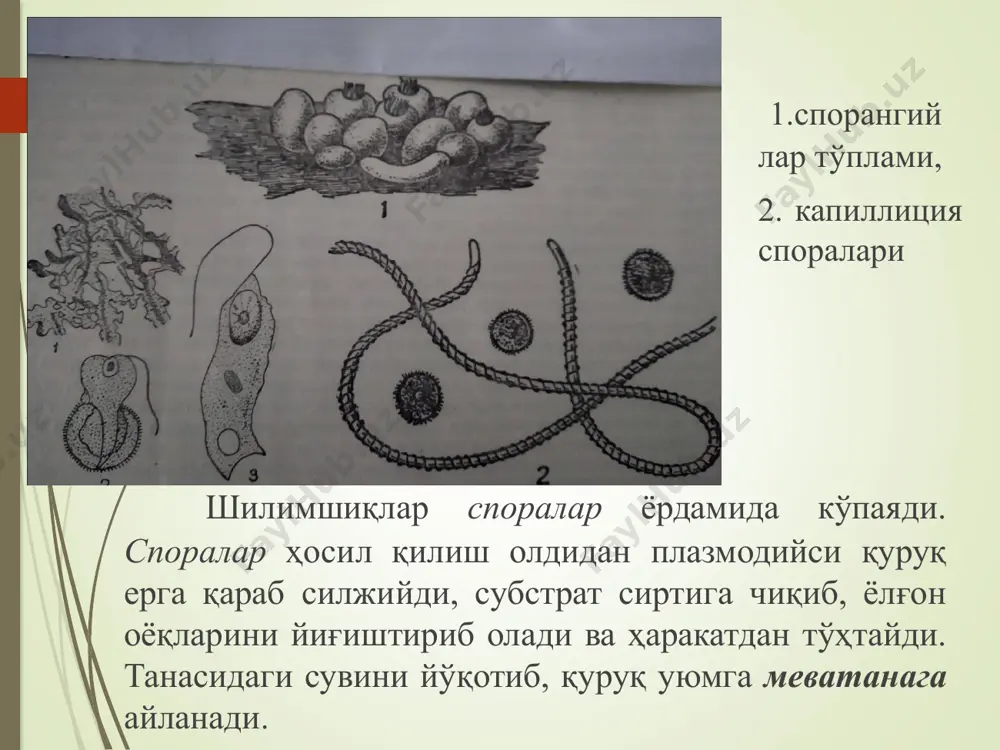 иб, соғлом карам кўчатининг илдиз эпидермисига жойлашади ва ўсимлик ҳужайраси ичига ўз протопластини қўяди. вакил: ольпидиум -olpidium зооспора ҳужайра ичида ўсиб кўпаяди ва 2 - 3 кундан кейин вегетатив тана яна бир хивчинли зооспоралар ҳосил қилади, унинг тараққиёт цикли яна қайтадан бошланади. ольпидий парниклардаги карам кўчатлари ва сернам тупроқлардаги нўхат илдизида паразитлик қилади, ҳосилдорликнинг камайишига сабабчи бўлади. вакил:endobioticum у, гулли ўсимликларнинг барг, поя ва илдизларида паразитлик қилади. картошка тугунакларида рак касаллигини келтириб чиқаради. бундай паразит билан касалланган картошка тугунаклари қалин пўстли, ғадир - будир, ичида эса паразитнинг цистаси бўлади. циста ичида сорус, сорус ичида 5 - 9 зооспорангий ва 300 га яқин зооспора етишади. вакил:endobioticum вакил:endobioticum зооспора зооспорангийдан чиқиб, бутун ёз бўйи соғлом ўсимликларни зарарлантиради. кузда эса картошка тугунаклари ичига паразитнинг тиним давридаги спораси (цистаси) жойлашиб олади. бундан ташқари, тиним давридаги спора тупроқда ҳам узоқ вақтгача сақланади. кулай шароитда циста ўсиб, зооспора ҳосил қилади, лекин бундаги зооспорада соруслар бўлмайди. картошка …